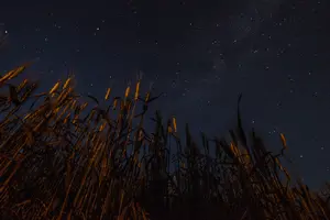 Житното зърно
