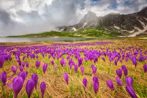 пролетта