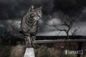 Могат ли котките и кучетата да виждат духове? Науката доказва, че улавят вибрации, които хората не успяват