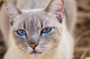 котките са от Сириус