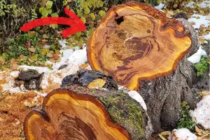 градинката на Учителя